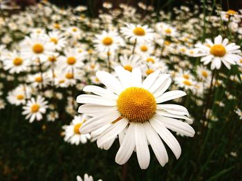 Close-up of daisy flowers