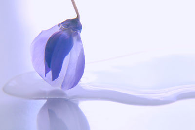 Close-up of purple flower against white background