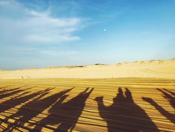Scenic view of camel shadows on beach against blue sky on sunny day