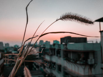 Close-up of silhouette buildings against sky during sunset