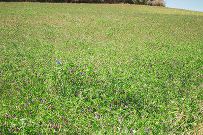 High angle view of flowering plants on land