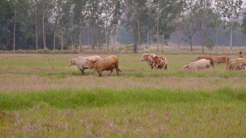 Sheep in a field