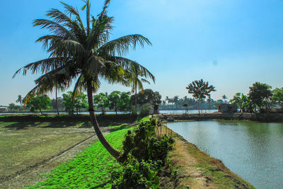 Palm trees on landscape against sky