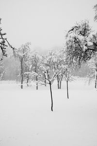 Bare trees on snow covered field against sky