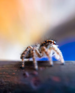 Close-up of spider on wood