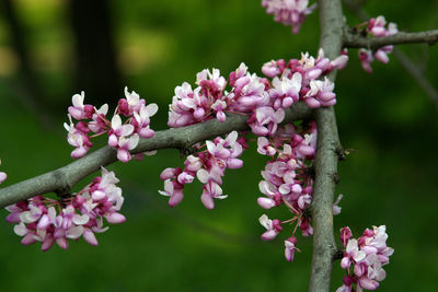 Close up of fruit flowers in the earliest springtime