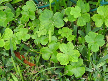 High angle view of plants growing on field