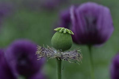 Close-up of purple flowering plant