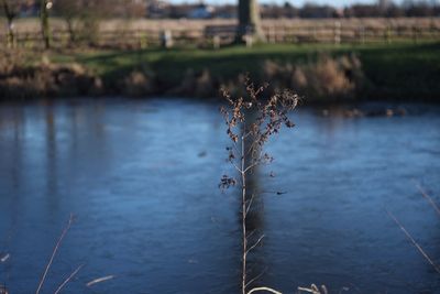 Close-up of plant in lake