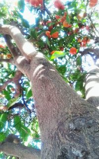 Low angle view of tree