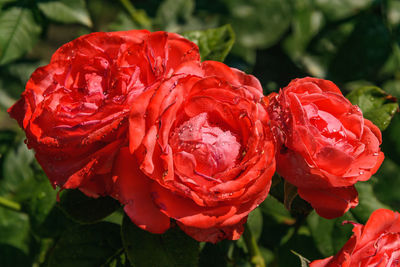 Close-up of red rose