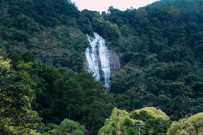 Scenic view of waterfall in forest