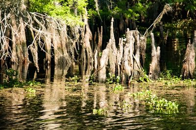 Reflection of trees in water