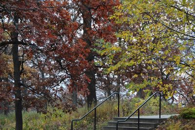 Trees by footbridge against sky during autumn