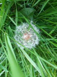 Close-up of dandelion growing in field
