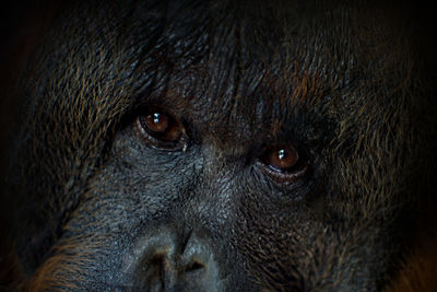 Close-up portrait of orangutan