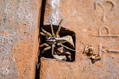 Close-up of spider on wall