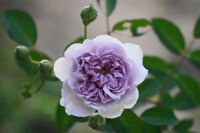 Close-up of pink rose