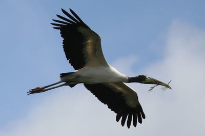 Low angle view of bird flying in sky