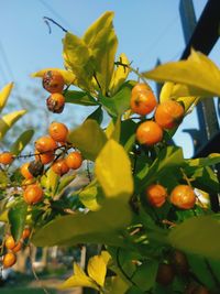 Low angle view of fruits on tree