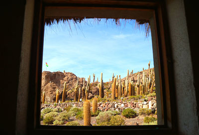 Plants seen through glass window