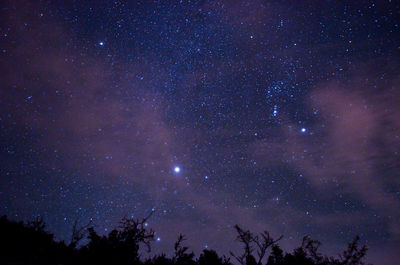 Low angle view of silhouette trees against sky at night