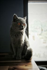 Portrait of cat sitting on floor