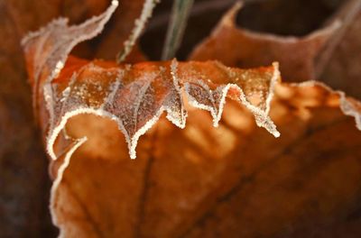 Close-up of dry leaves during winter