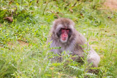 Portrait of monkey sitting on land