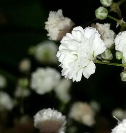 Close-up of white flowers