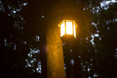 Low angle view of illuminated lamp against trees