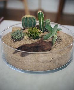 High angle view of potted plant on table