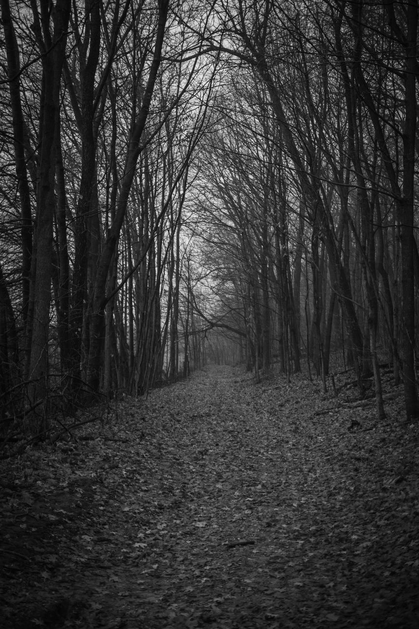 DIRT ROAD ALONG BARE TREES