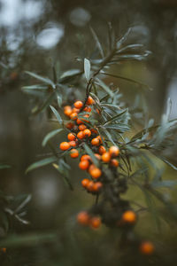 Close-up of red berries growing on tree