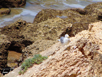 High angle view of crab on rock by sea