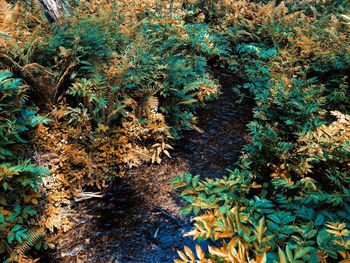 High angle view of trees in forest