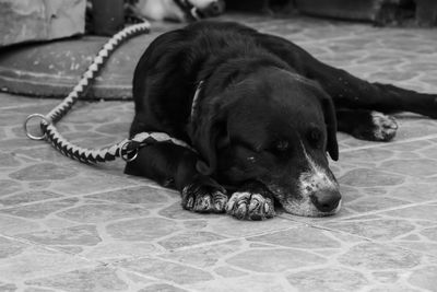 Close-up of dog sleeping on floor