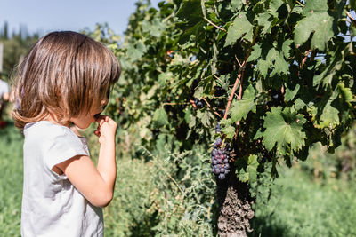 Small child collecting and eating the grape on the farm