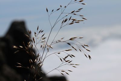 Close-up of stalks against sky at sunset