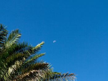 Low angle view of coconut palm tree against clear sky