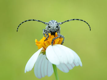 Close-up of insect on yellow flower