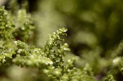 Close-up of plant