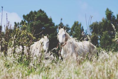 Two horses 