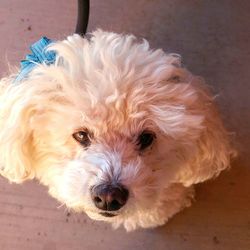 Close-up portrait of dog