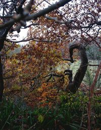 Low angle view of plants against trees