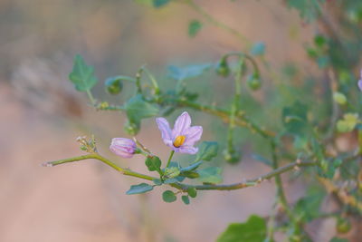 Close-up of purple flowering plant