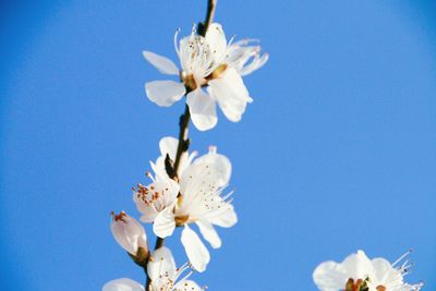 Close-up of white flowers against blue sky