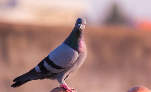 Close-up of bird perching outdoors