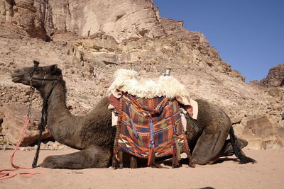 View of camel  on rock