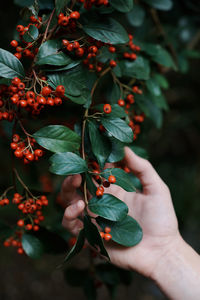 Close-up of hand holding plant